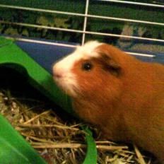 Marsvin verdi La Cour 