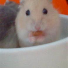 Dværghamster Lillegårds Golden Wonder