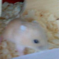 Dværghamster Lillegårds Golden Wonder