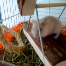 Dværghamster Lillegårds Golden Wonder