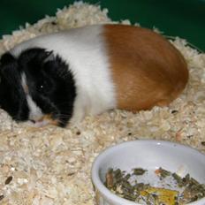 Marsvin Chapper