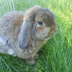 Kanin Holmens Nuogat <3