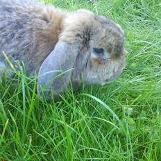 Kanin Holmens Nuogat <3