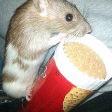 Tamrotte Puff *R.I.P*