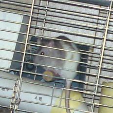 Tamrotte Puff *R.I.P*