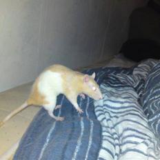 Tamrotte Røde 'R.I.P'