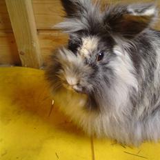 Kanin Holmens Smiley <3