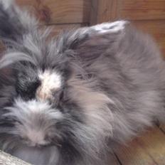 Kanin Holmens Smiley <3