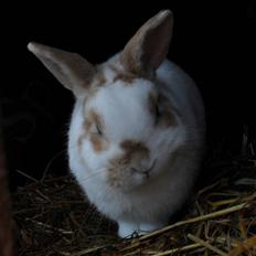 Kanin Plet von Frederik af Hårb