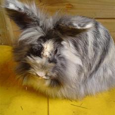 Kanin Holmens Smiley <3