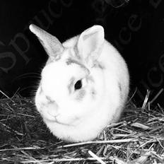 Kanin Plet von Frederik af Hårb