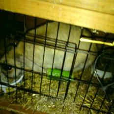 Kanin Mille * R.I.P *