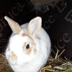 Kanin Plet von Frederik af Hårb