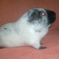 Marsvin **Lillepus** - R.I.P