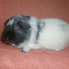 Marsvin **Lillepus** - R.I.P
