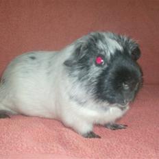 Marsvin **Lillepus** - R.I.P