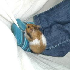 Hamster Bandit *R.I.P.*