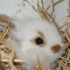 Kanin ARNE !(-; desværre DØD ;(