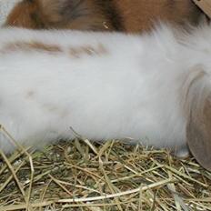 Kanin ARNE !(-; desværre DØD ;(