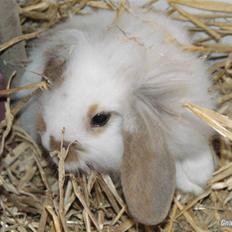 Kanin ARNE !(-; desværre DØD ;(