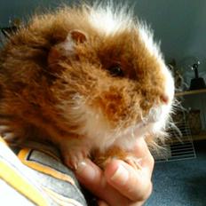 Marsvin captain morgan (er blevet døbt)