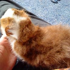 Marsvin captain morgan (er blevet døbt)