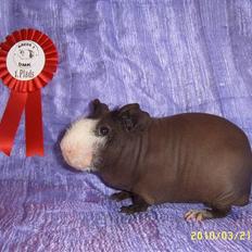 Marsvin DKCH SCH Rufus