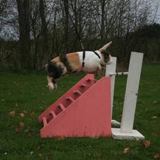 Kanin Beders Tropic Thunder