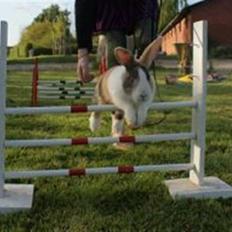 Kanin Beders Tropic Thunder