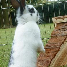 Kanin Ninus (Lillesøsters)