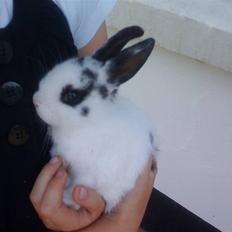 Kanin Ninus (Lillesøsters)