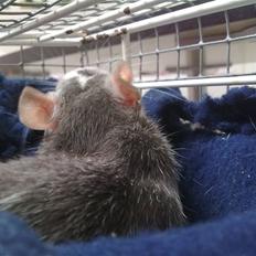 Tamrotte Dalia JUMPER<3<3 