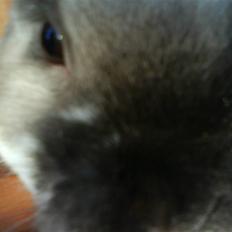 Kanin El Ninõ ! *: { R.I.P :'( 