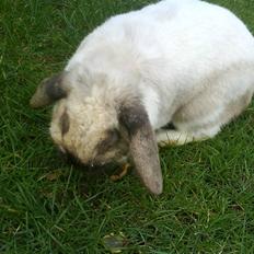 Kanin El Ninõ ! *: { R.I.P :'( 