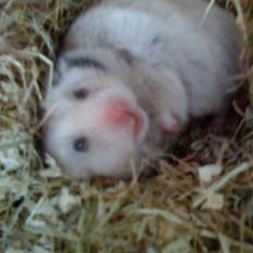 Hamster Lionel/ Hr. Hamster