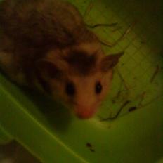 Hamster Lionel/ Hr. Hamster