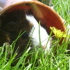 Marsvin Elmegårdens Hvirvel