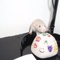 Tamrotte Clara *RIP*