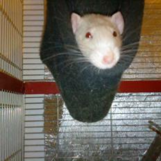 Tamrotte Clara *RIP*