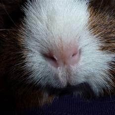 Marsvin Elmegårdens Hvirvel