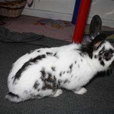 Kanin Holger .RIP.  <3