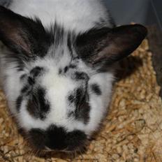 Kanin Holger .RIP.  <3