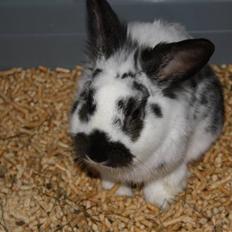 Kanin Holger .RIP.  <3