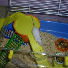 Mus Spit Albino *DØD*