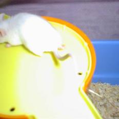 Mus Spit Albino *DØD*