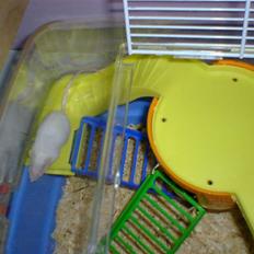 Mus Spit Albino *DØD*