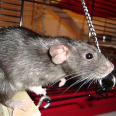 Tamrotte Speedy aflivet