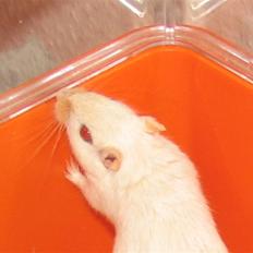 Ørkenrotte Shower shock