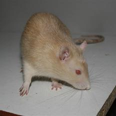 Tamrotte Tics *R.I.P.*