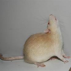 Tamrotte Tics *R.I.P.*